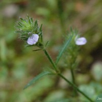 Rostellularia procumbens (L.) Nees